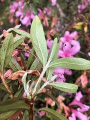 Rhododendron kanehirai