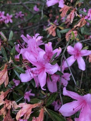Rhododendron kanehirai