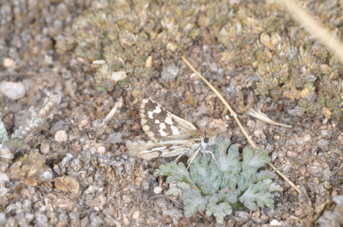 Pyrgus limbata