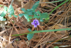 Viola triloba