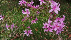 Rhododendron kanehirai