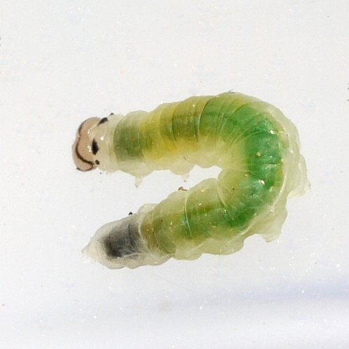 Northern Eudeilinia Moth photo 2