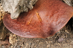 Tricholomopsis scabra