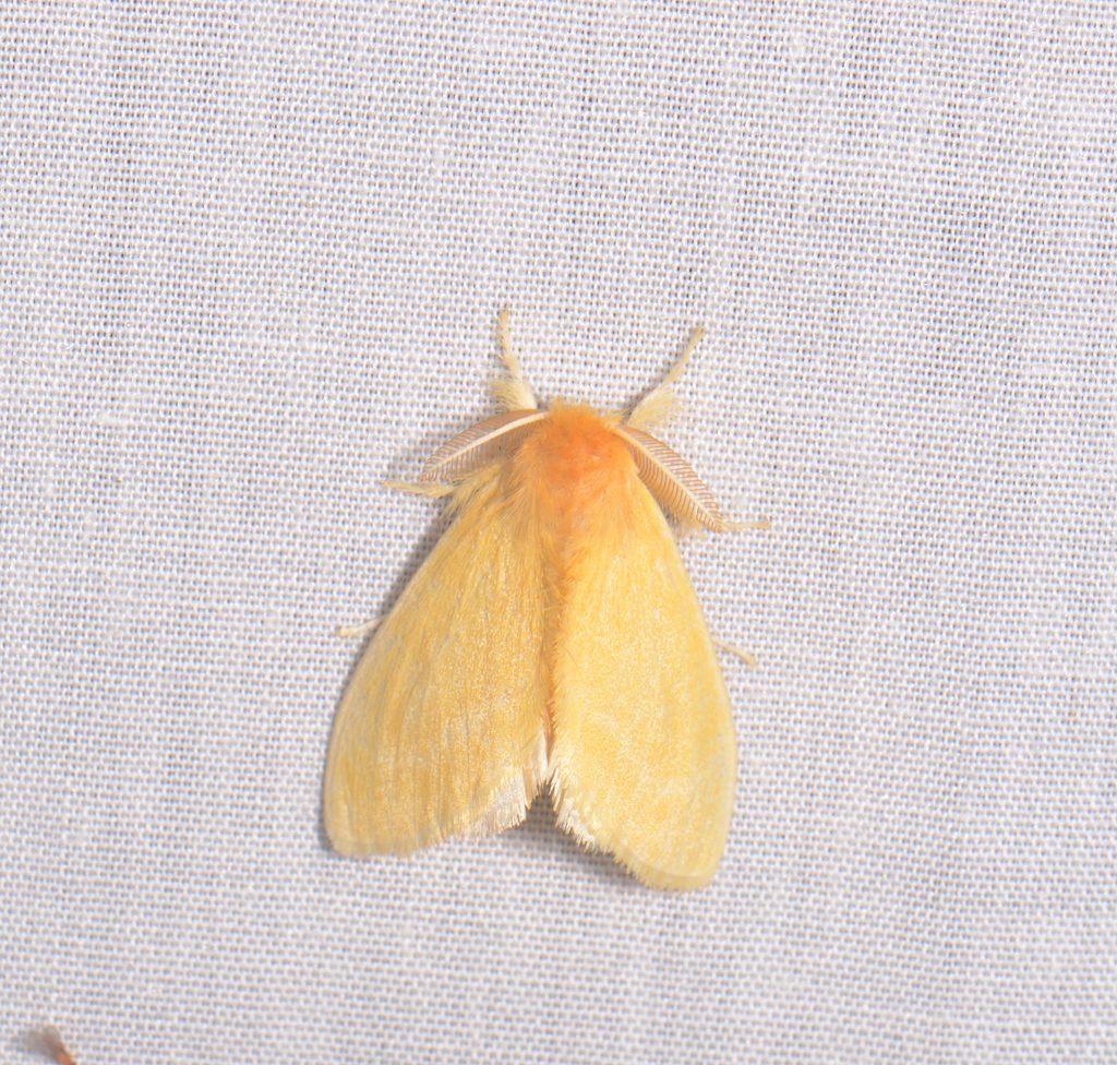 Toxoproctis dyssema