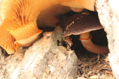 Tricholomopsis scabra