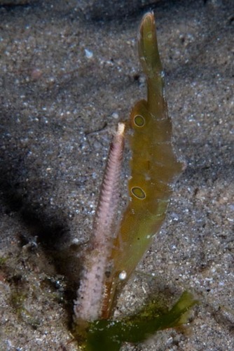 Tozeuma lanceolatum