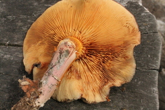 Tricholomopsis scabra