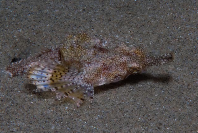 Short dragonfish
