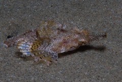 Eurypegasus draconis