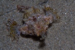 Eurypegasus draconis