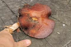 Tricholomopsis scabra