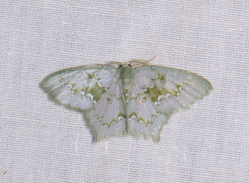 Jodis colpostrophia
