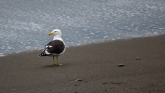 Larus dominicanus dominicanus