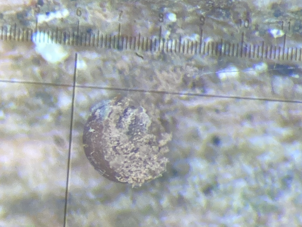 Dianema harveyi