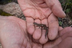 Ablepharus deserti