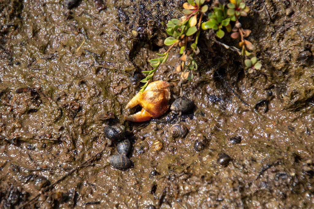 Red-fingered Marsh Crab from Rhyll VIC 3923, Australia on October 31 ...