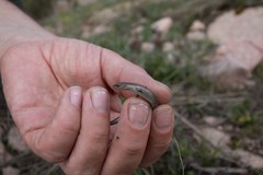 Ablepharus deserti