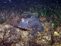 Batrachomoeus dubius