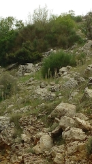 Eremurus spectabilis