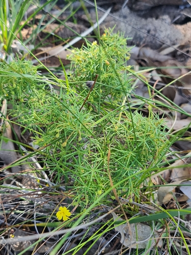 Needle Leaved Guinea Flower (Hibbertia acerosa)