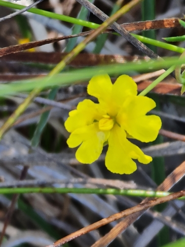 Image of Hibbertia acerosa by (c) Belinda Forbes, some rights reserved (CC BY)