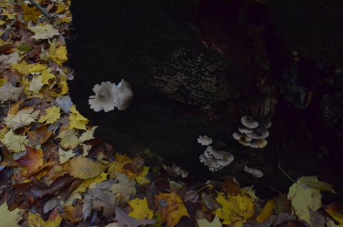 Mycena (Photo 2 of 5)