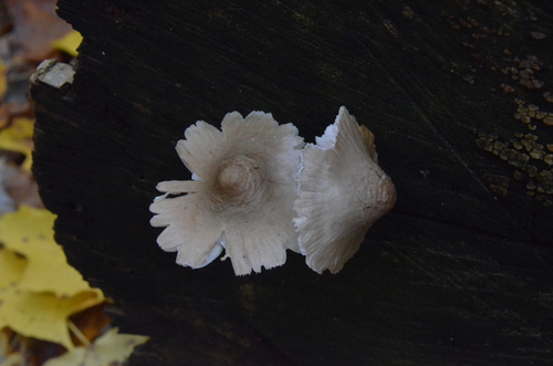 Mycena