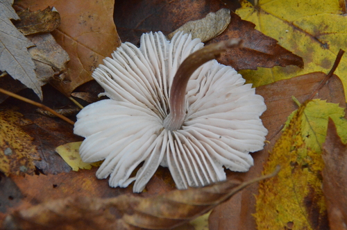Mycena (Photo 3 of 5)