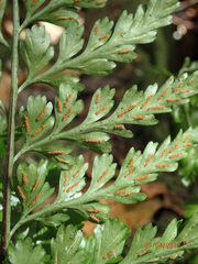 Asplenium lamprophyllum