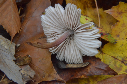 Mycena (Photo 4 of 5)