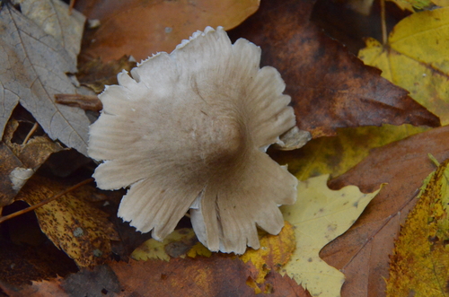 Mycena (Photo 5 of 5)