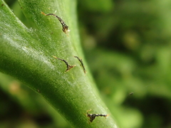 Asplenium lamprophyllum