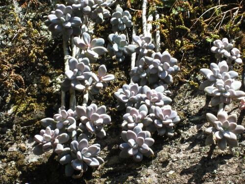 Graptopetalum amethystinum