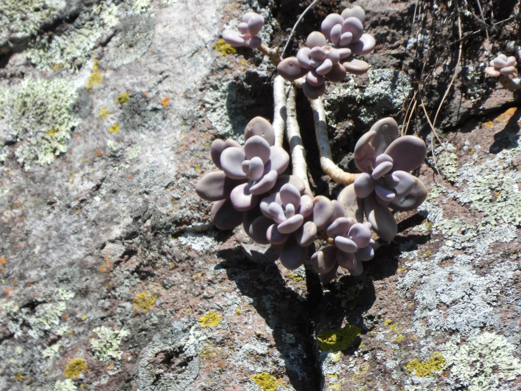 Graptopetalum Amethystinum (Graptopetalum amethystinum)