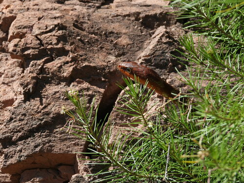 Clifton’s Lizard Eater