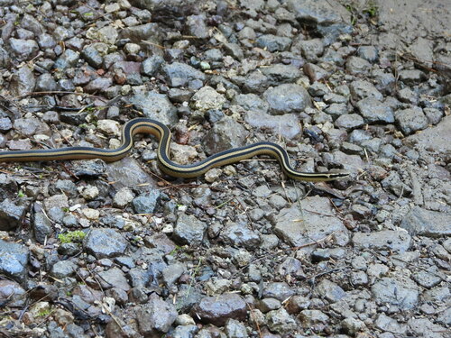 Pine-Oak Snake