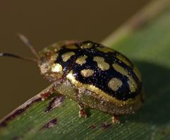 Aporocassida graphica