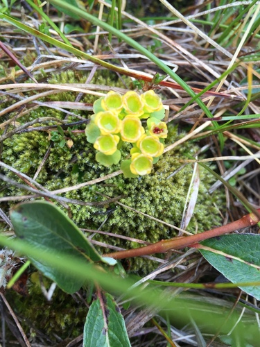 Chrysosplenium rosendahlii