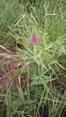Trifolium purpureum