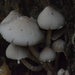 Psathyrella huronensis - Photo (c) Jessica Williams, some rights reserved (CC BY-NC), uploaded by Jessica Williams