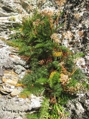 Anisotome cauticola