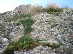 Anisotome cauticola
