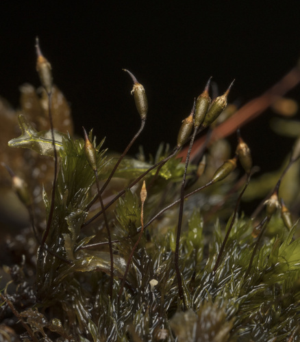 Dalton's Moss (Daltonia splachnoides)