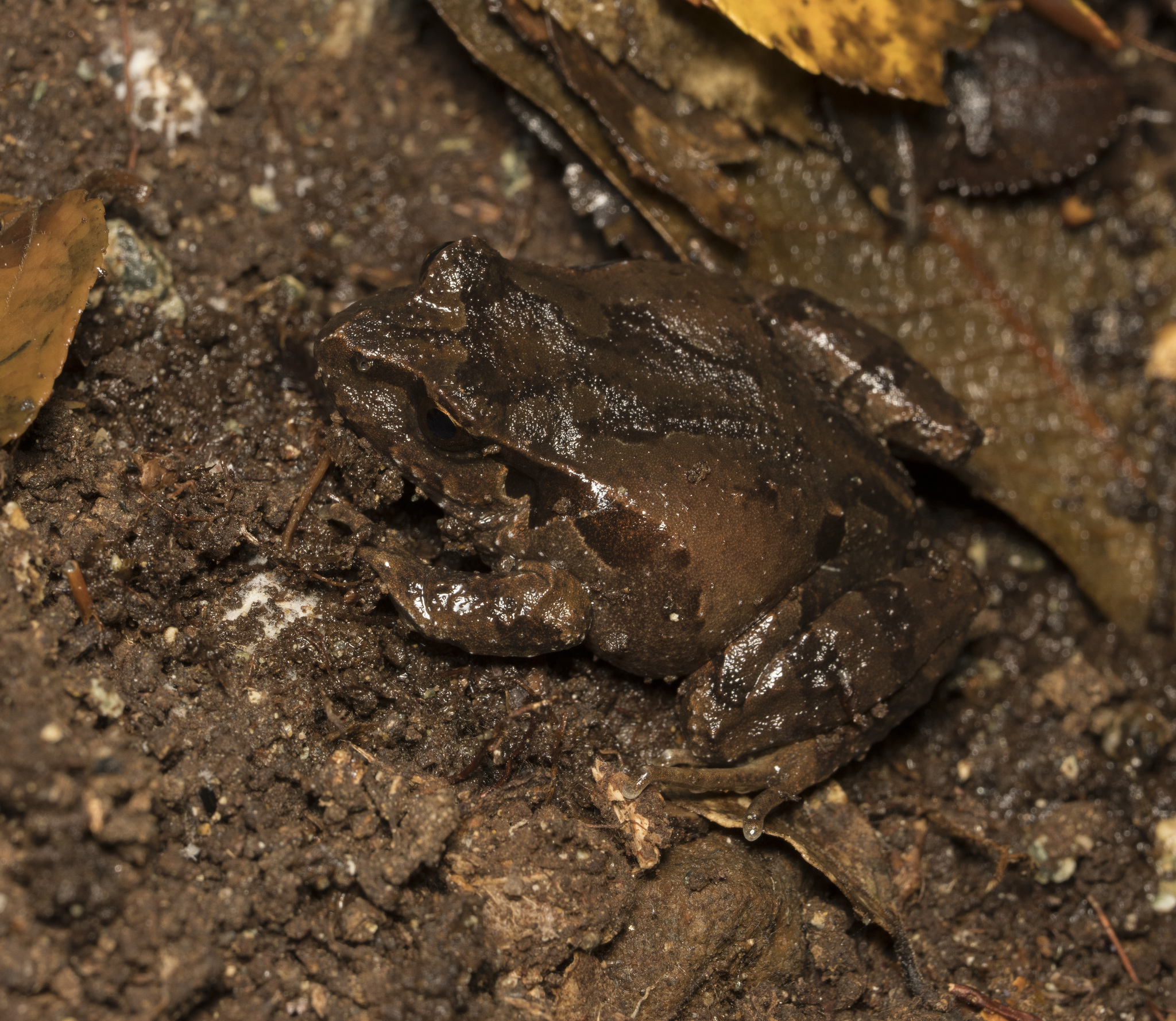 Eupsophus calcaratus (Günther, 1881)