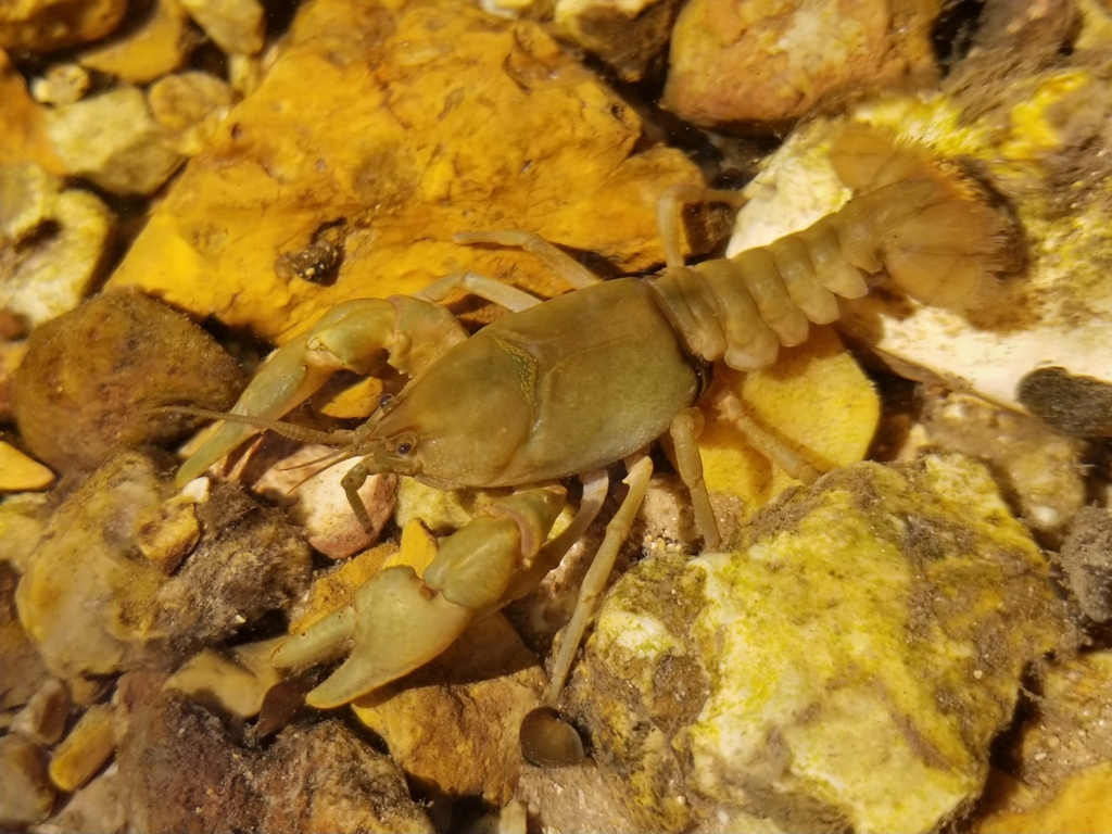 Hubbs Crayfish