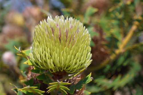 Image of Banksia baxteri by (c) Greg Tasney, some rights reserved (CC BY-SA)