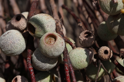 Image of Eucalyptus buprestium by (c) Greg Tasney, some rights reserved (CC BY-SA)