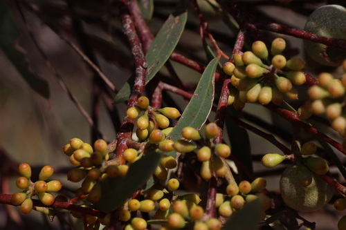 Image of Eucalyptus buprestium by (c) Greg Tasney, some rights reserved (CC BY-SA)