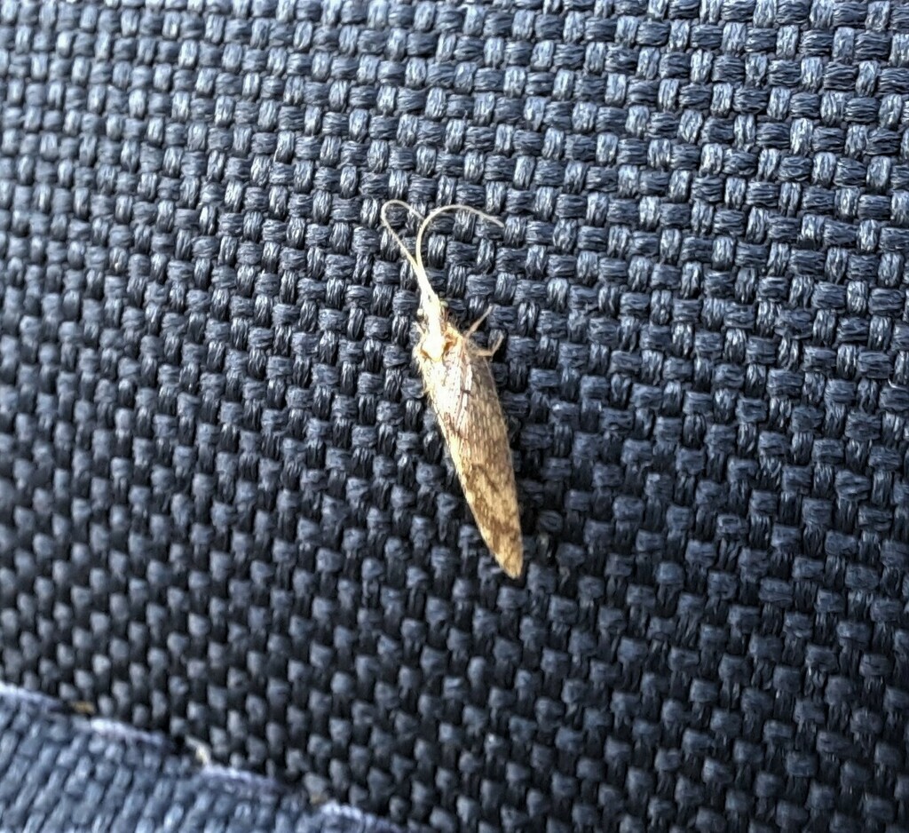 Winged and Once-winged Insects from Ottawa County, OH, USA on September ...