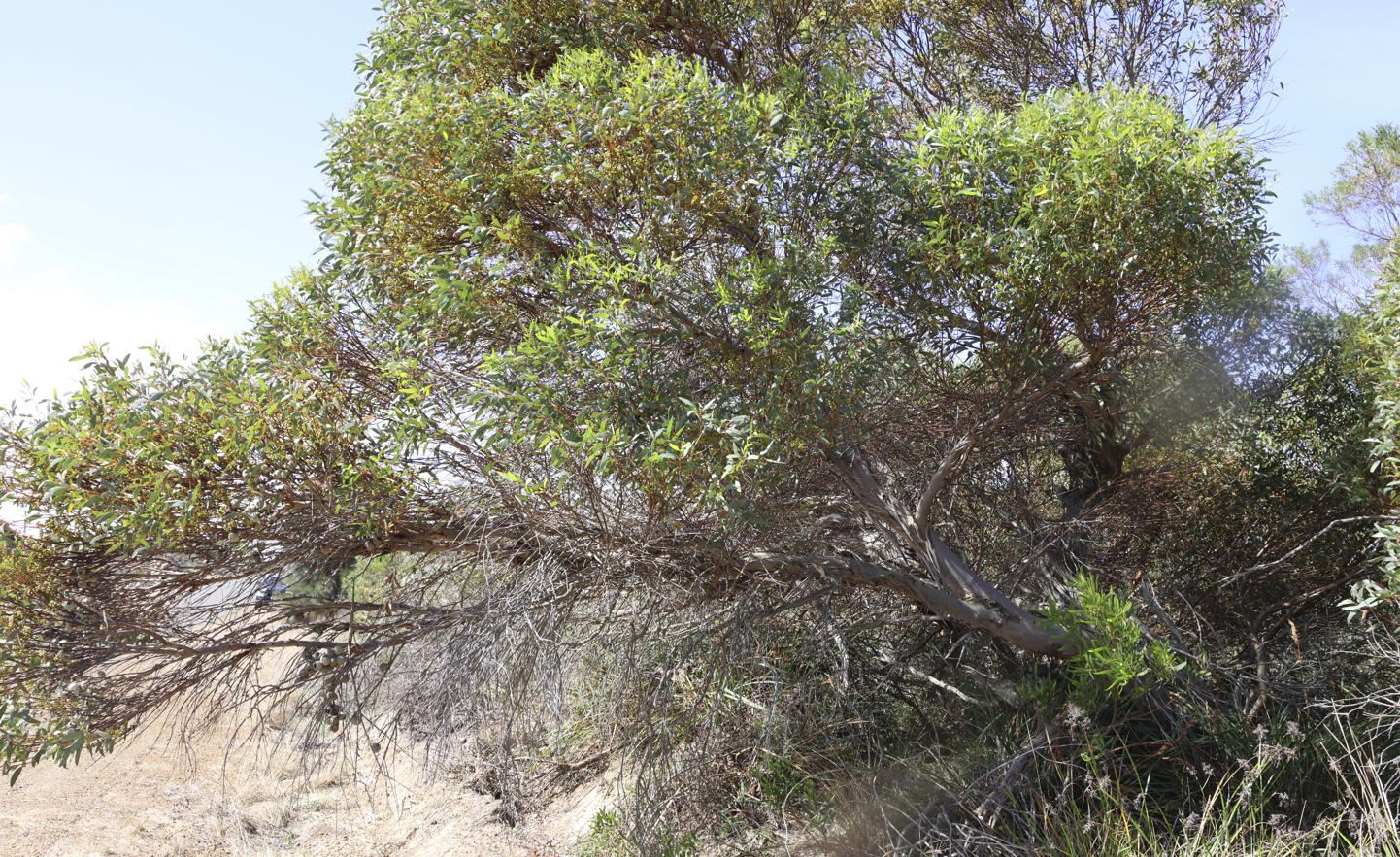 Image of Eucalyptus buprestium by (c) Greg Tasney, some rights reserved (CC BY-SA)